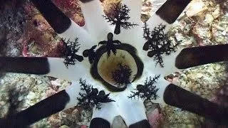 Worms and Sea Cucumbers - Reef Life of the Andaman - Part 23