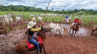 DIA DE APARTAÇÃO DA VACADA. PEGADA BRUTA !💪🤠