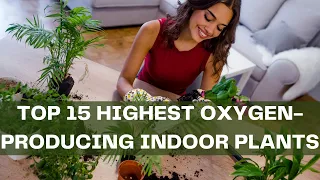Most Oxygen Producing Plant | Plants That Produce The Most Oxygen | Indoor Plants | House plants