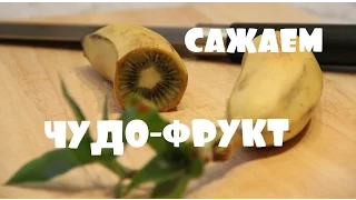 Сажаем чудо-фрукт.Серия 4.