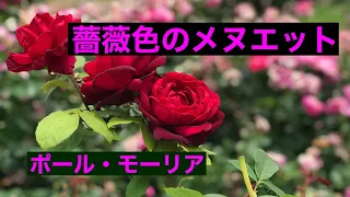 薔薇色のメヌエット 　ポール・モーリア　ピアノ演奏