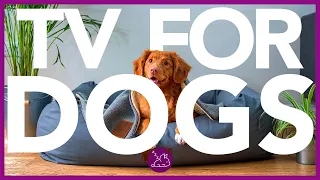 EXTRA-LONG DOG TV - All Day Entertainment Video for Dogs (20 HOURS)