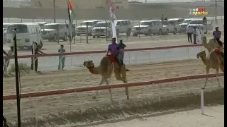 الشيخ زايد بن محمد بن خليفة يفوز بالمركز الأول في الشوط الثاني من سباق الإبل التراثي 2 فبراير 2019