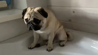 Кто будет мыть лапы ? Who will wash their paws? Мопс ГуфФи . Pug Goofy .