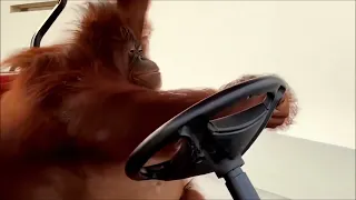 Monkey Driving to the Banana Store