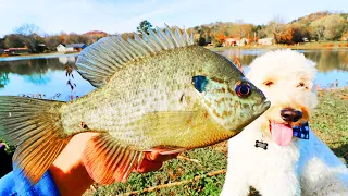 Fishing for BLUEGILL and PANFISH with Flies! (Fly and a Bubble)