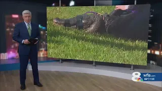 Gator kills 85 year old woman in St. Lucie