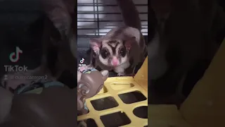 3am and they bark like little dogs 🐶 #funnyvideo #sugargliders #cute #fypシ #bushbaby