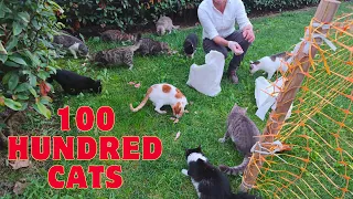 This Man Feeds Hundreds Of Stray Cats At The Same Time Every Day in The Garden Of His House