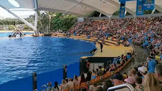 Loro Parque Orcas 2