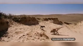 Velociraptor vs Protoceratops/Велоцираптор против Протоцератопса.