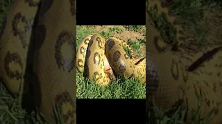 4 Anaconda Grabs and Swallows Pig in Outside Enclosure#snake #cobra #bestvideo #animals