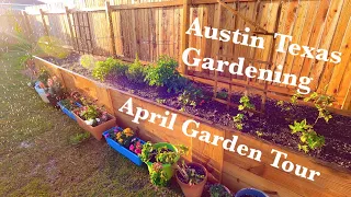 April Garden Tour 2022 - Growing Fruit, Vegetables, and Ornamentals in the Central Texas Suburbs