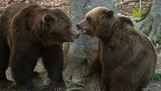 Возвращение медведей / The Return of the Bears / Viasat Nature