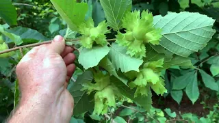 Food Forest Wander - SO much food!