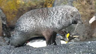 Unusual Sea Lion Behavior with a Penguin