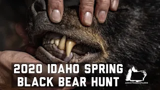 2020 IDAHO BLACK BEAR HUNT | BIG BEAR DOWN!!