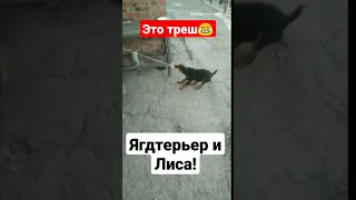 Ягдтерьер против лисы!