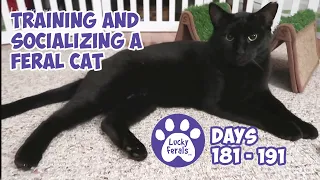 Training And Socializing A Feral Cat * Part 20 * Days 181 - 191 * Cat Video Compilation