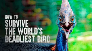 How to Survive the World's Deadliest Bird