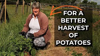 Hilling Potatoes | Earthing Up | Improved potato harvests in the garden