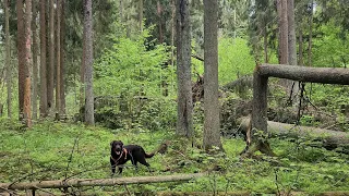 We meet summer in the forest | 4K walk with a dog in the forest