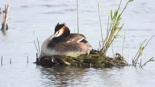 Great Crested Grebe climbing on nest