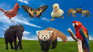 Funniest Animal Sounds : Duck, Elephant, Chick, Lion, Butterfly, Crab, Monkey - Animal Sounds