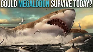 Could Megalodon Survive Nowadays?