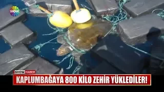 Kaplumbağaya 800 kilo zehir yüklediler!