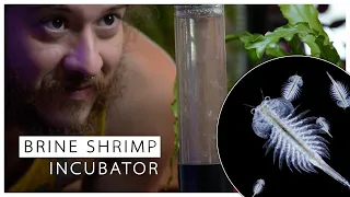 How to Breed Infinite Shrimp! Produce Thousands per Day | 2nd TRY