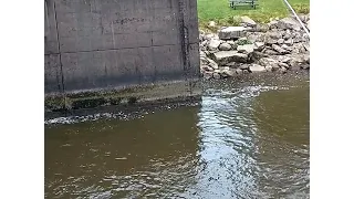 Epic & Intense Musky Fishing from a 30ft high Spillway in Tionesta PA   #fishing #spillway #musky