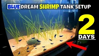 Creating a Jungle Forest Planted Tank for Blue Dream Shrimp: Tips for Biofilm and Selective Breeding
