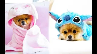 Funny Puppies And Cute Puppy Videos Compilation 2021#cutepets #cuteanimals