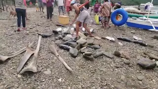 WATCH: Hundreds of 'tulingan' washed ashore today in Sawang, Romblon