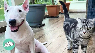 Abandoned Kittens Fall in Love With the Sweetest Bull Terrier | Cats Love Dogs