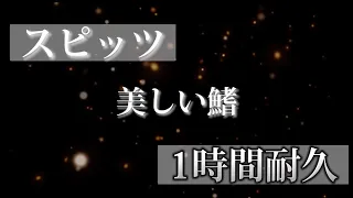 美しい鰭-スピッツ 1時間耐久【名探偵コナン『黒鉄の魚影』主題歌】【広告なし】【高音質】