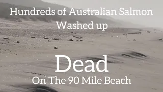 Hundreds of Australian Salmon Washed Up Dead On The 90 Mile Beach Australia