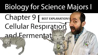 Chapter 9 – Cellular Respiration and Fermentation CLEARLY EXPLAINED!