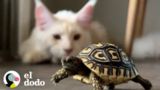 Un día en la vida de una tortuga bebé mimada | El Dodo