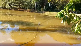 DICA PARA MATAR LENTILHA DA ÁGUA DA REPRESA