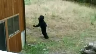 SUICIDAL SASQUATCH CAUGHT ON VIDEO