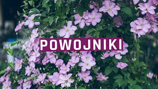 Kwitną powojniki czyli clematisy. Powojnik - odmiany, uprawa, choroby - uwiąd