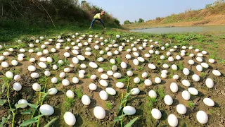 WOW WOW WOW ! Collect a lot of duck eggs in the lake, in the dry season