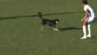 Vídeo: Cachorro invade campo e dá “caneta” em jogador durante jogo da Série D do Brasileirão