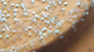 HATCHING FLOWERHORN EGGS WITHOUT THE PARENTS