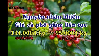 Giá cà phê giảm liên tục còn 95.000đ/kg -  Đâu là nguyên nhân ?