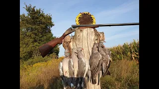 Охота на Вяхиря без чучел, ружьё ИЖ-Б-46, начало перелёта, Pigeon hunting 2020...#birdhunters