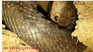 Dig a cave to catch snakes episode 08: A pair of Cobra| Hunting Catching TV