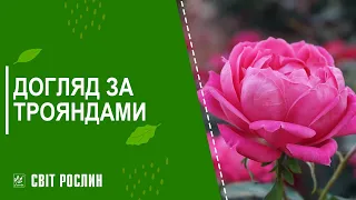 Догляд за трояндами